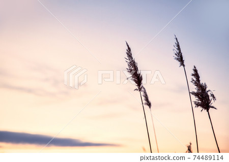 Pampas grass in the sky with sunset, Abstract natural background of soft plants Cortaderia selloana moving in the wind. Bright and clear scene of plants similar to feather dusters. beauty 74489114