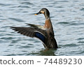 Female mallard duck in Lake Biwa 74489230