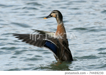 Female mallard duck in Lake Biwa Female mallard duck in Lake Biwa 74489230
