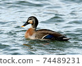 Female mallard duck in Lake Biwa 74489231