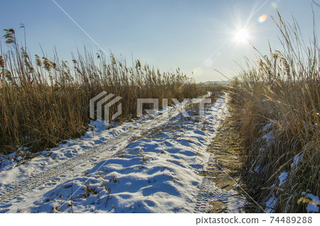 Snow-covered road with reeds, sunshine in the sky Snow-covered road with reeds, sunshine in the sky 74489288