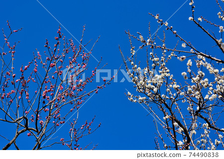 Kairakuen's red and white plums Kairakuen's red and white plums 74490838