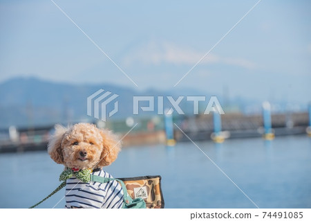 Shimizu walk Shimizu walk 74491085