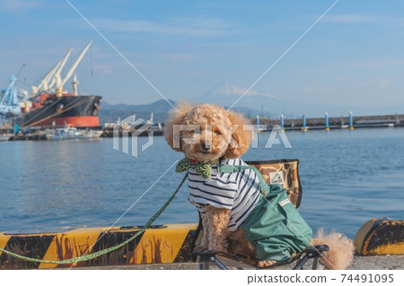 Shimizu walk 74491095