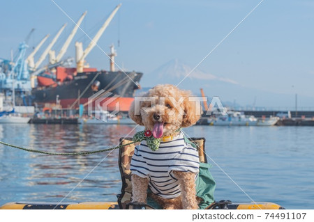 Shimizu walk 74491107