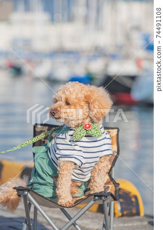 Shimizu walk 74491108