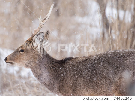 Young stag in the snow Young stag in the snow 74491249