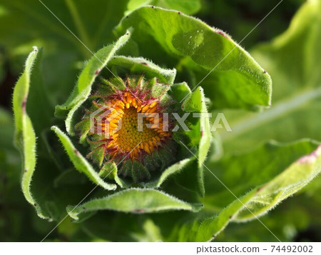 Calendula flowers waiting for flowering Calendula flowers waiting for flowering 74492002