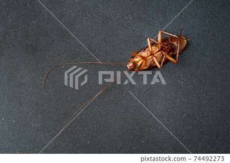 dead cockroach on dark background with copy space 74492273