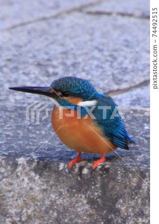 Wild bird photography Kingfisher Wild bird photography Kingfisher 74492515