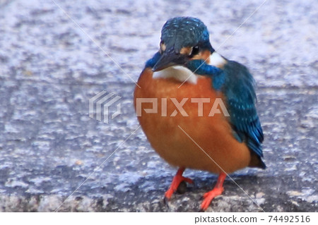 Wild bird photography Kingfisher Wild bird photography Kingfisher 74492516