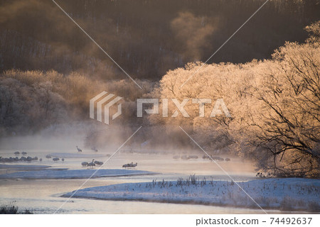 在一個風雨如磐的早晨棲息日本起重機 74492637