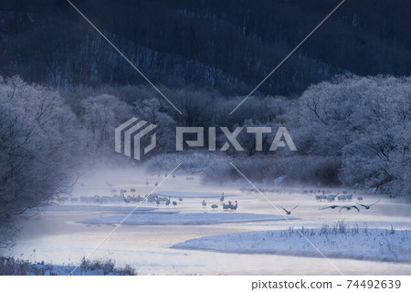 在一個風雨如磐的早晨棲息日本起重機 74492639