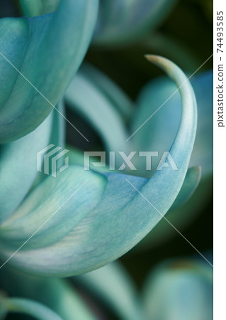 Honeysuckle 74493585