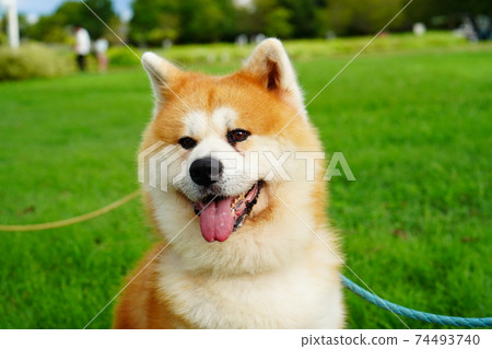 可愛的秋田犬 可愛的秋田犬 74493740