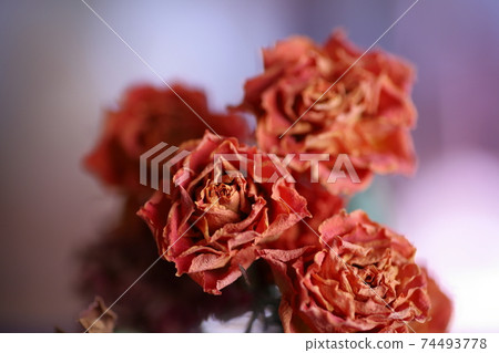 Close-up dried flowers, dried plants macro photography. Stock