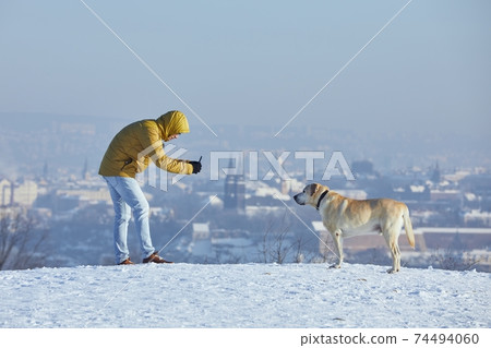 Pet owner taking photo of his labrador retriever via smart phone 74494060