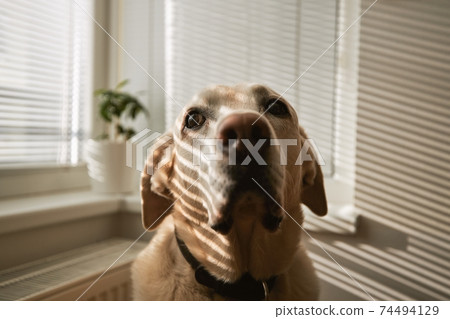 Shadow falling on cute dog at home 74494129