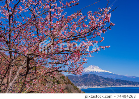 (Shizuoka Prefecture) Early blooming cherry blossoms Satta Pass, Mt. Fuji distant view 74494268