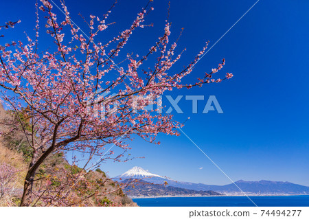 (Shizuoka Prefecture) Early blooming cherry blossoms Satta Pass, Mt. Fuji distant view 74494277