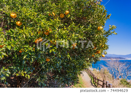 (Shizuoka Prefecture) The promenade of Satta Pass, where summer oranges grow (Shizuoka Prefecture) The promenade of Satta Pass, where summer oranges grow 74494629