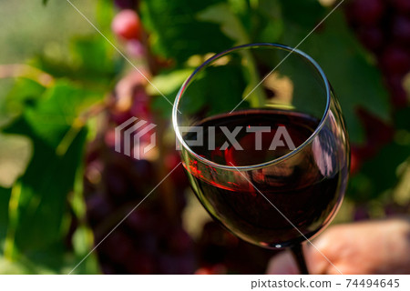 Close up of glass with red wine next to grapes in vineyard Close up of glass with red wine next to grapes in vineyard 74494645