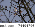 Bud's cherry tree 74494796