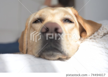 Sleepy Labrador Retriever 74494817