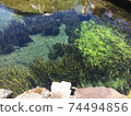 Aquatic plants swaying in a clear water pond 74494856