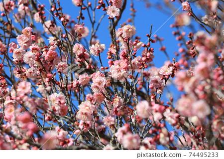 Many plum blossoms blooming against the blue sky 74495233