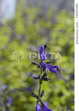 草甸鼠尾草（Salvia galanichika）的花朵盛開。學名是Salvia guaranitica 74495460