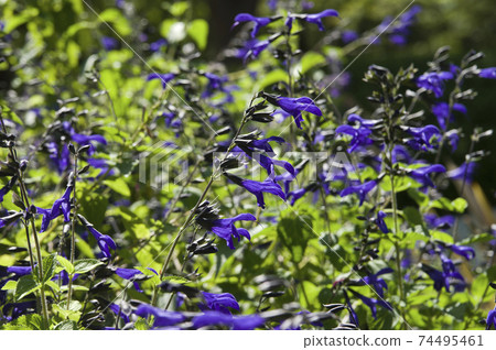草甸鼠尾草(Salvia galanichika)的花朵盛開。學名是Salvia guaranitica 草甸鼠尾草(Salvia galanichika)的花朵盛開。學名是Salvia guaranitica 74495461