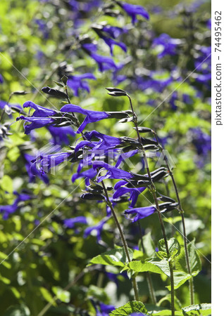 Meadow sage (Salvia galanichika) flowers are in bloom. Scientific name is Salvia guaranitica Meadow sage (Salvia galanichika) flowers are in bloom. Scientific name is Salvia guaranitica 74495462