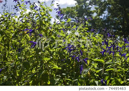 Meadow sage (Salvia galanichika) flowers are in bloom. Scientific name is Salvia guaranitica 74495463