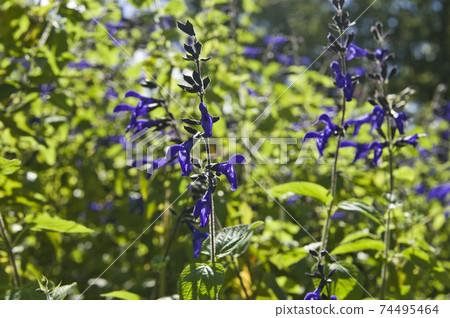 Meadow sage (Salvia galanichika) flowers are in bloom. Scientific name is Salvia guaranitica 74495464