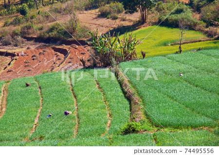 Fields in Myanmar 74495556