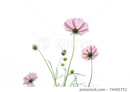 在京都府龜岡市的宇宙花園拍攝的秋季櫻花 在京都府龜岡市的宇宙花園拍攝的秋季櫻花 74495752