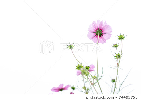 在京都府龜岡市的宇宙花園拍攝的秋季櫻花 在京都府龜岡市的宇宙花園拍攝的秋季櫻花 74495753