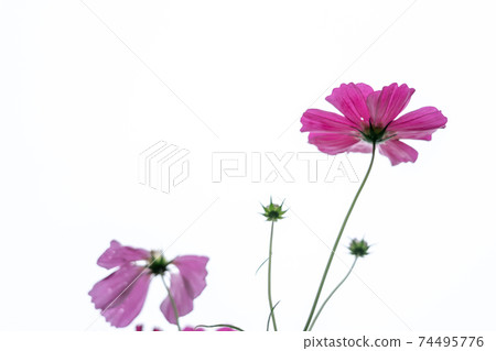 在京都府龜岡市的宇宙花園拍攝的秋季櫻花 在京都府龜岡市的宇宙花園拍攝的秋季櫻花 74495776