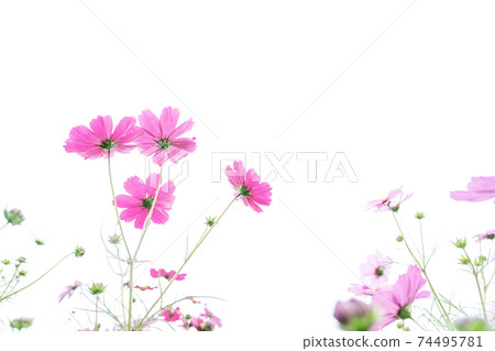 Autumn cherry blossoms taken at Cosmos Garden in Kameoka City, Kyoto Prefecture 74495781
