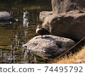 Maybe a duck 74495792