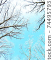 Sky and tree 74495793
