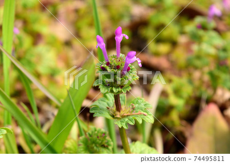 霍托肯諾扎 74495811