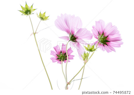 在京都府龜岡市的宇宙花園拍攝的秋季櫻花 在京都府龜岡市的宇宙花園拍攝的秋季櫻花 74495872