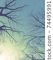 Sky and tree 74495991