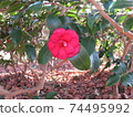 Camellia 74495992