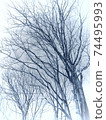 wood  74495993