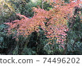 街角的風景。倉木公園的楓。秋天的紅楓。 74496202