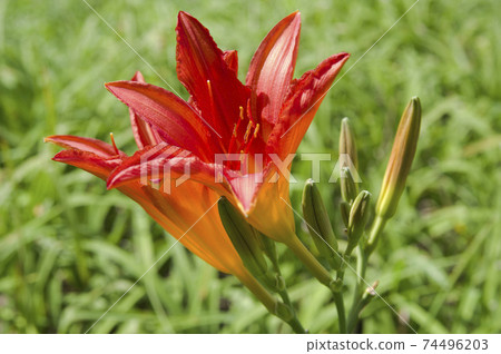 Red Hemerocallis (Daily) is in bloom. The name of this daily is Amon Us. Red Hemerocallis (Daily) is in bloom. The name of this daily is Amon Us. 74496203