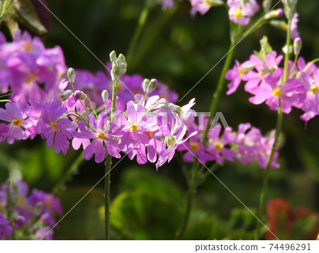 Corolla wearing morning dew Corolla wearing morning dew 74496291